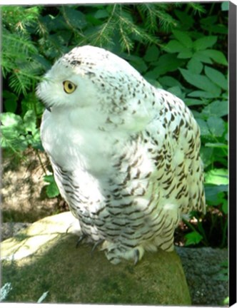 Framed Snowy Owl photo Print