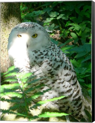 Framed Snow Owl In Woods Print