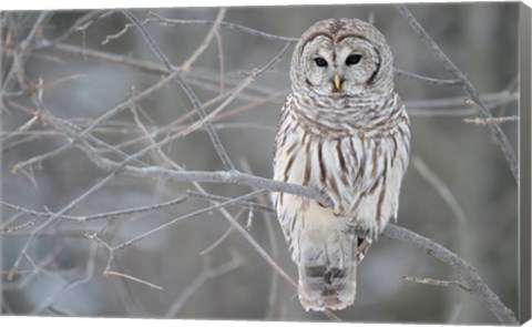 Framed Owl In The Woods Print