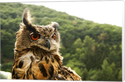 Framed Barn Owl Great Horned Owl Print