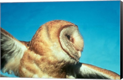 Framed Barn Owl In Flight Print