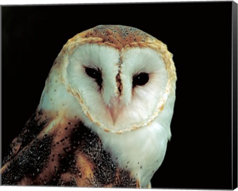 Framed Barn Owl Portrait Print