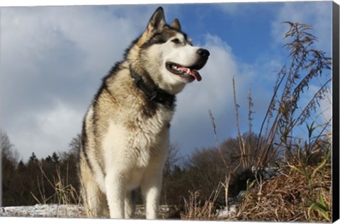 Framed Alaskan Malamute Dog Print