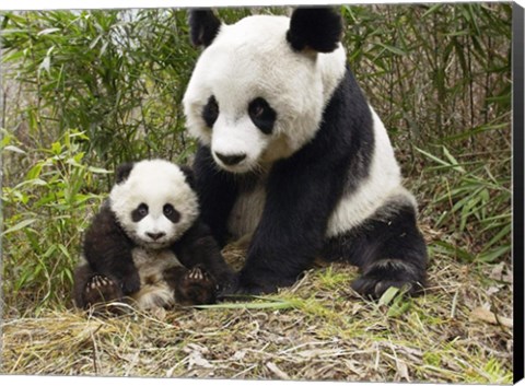 Framed Panda Mother and Cub Print