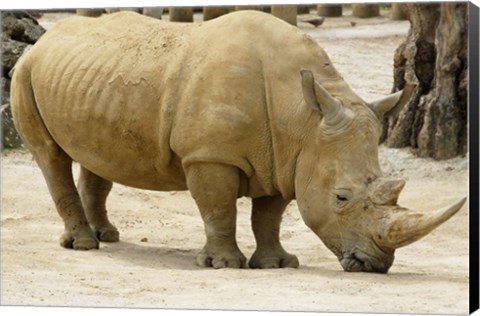 Framed African Rhinoceros Print