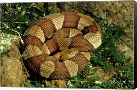 Framed Broad Banded Copperhead Coiled Snake Print