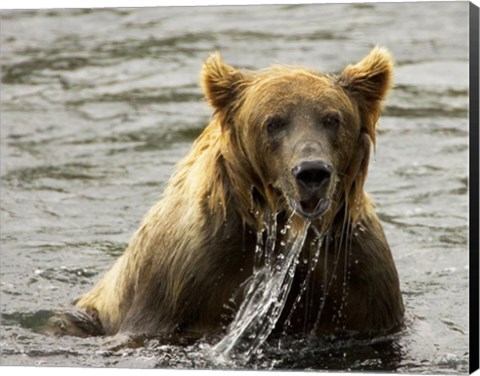 Framed Brown Bear Fishing Print