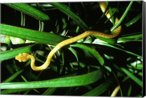 Framed Brown Tree Snake Print