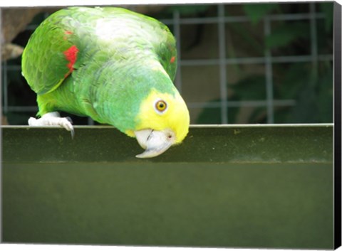 Framed Cheeky Parrot Print