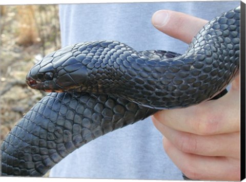 Framed Eastern Indigo Snake Print