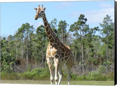 Framed Giraffe Camelopardalis Print