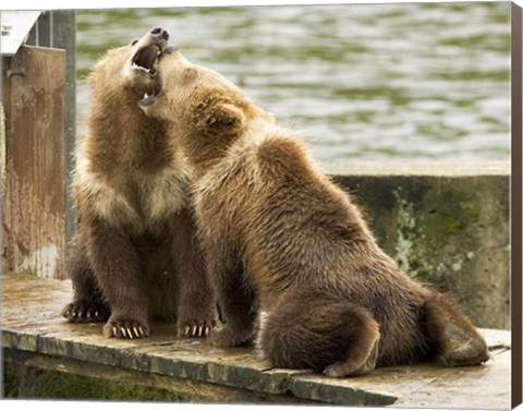 Framed Grizzly Bear Cubs Print