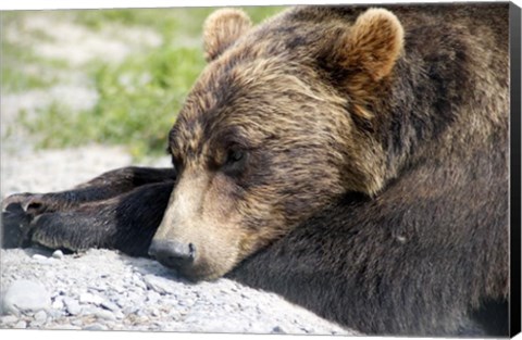 Framed Grizzly Bear Lying with His Head Down Print