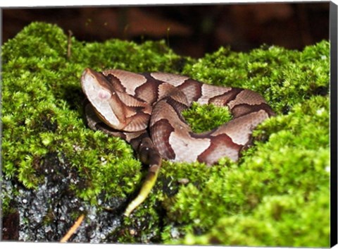 Framed Juvenile Copperhead Snake Print