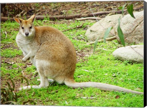 Framed Kangaroo Outdoors Print