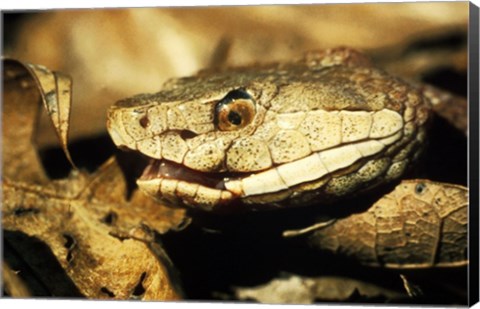 Framed Head of a Copperhead Snake Print