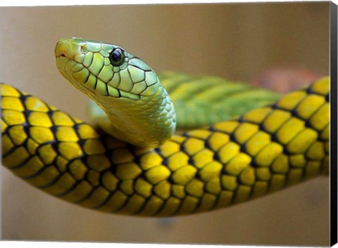 Framed Green Snake Print