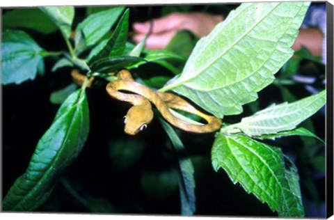 Framed Tree Snake Photograph Print