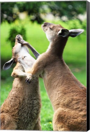 Framed Playful Kangaroos Print