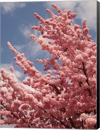 Framed Cherry Blossoms Print