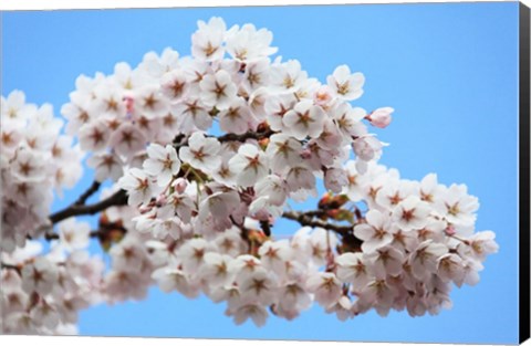 Framed Cherry Blossoms Print