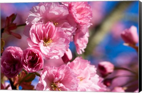 Framed Flowering Cherry Blossoms Print