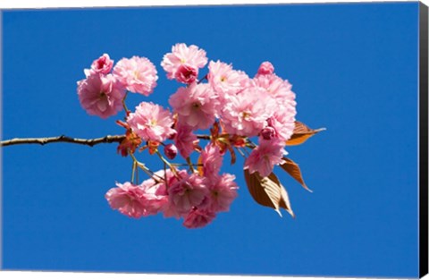 Framed Japanese Cherry Blossom Print