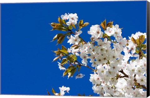 Framed Japanese Cherry Blossom Print