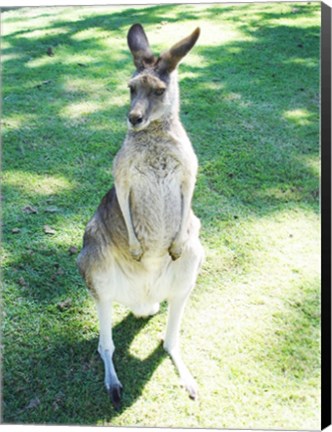 Framed Kangaroo In Field Print