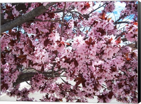Framed Pink Cherry Blossoms Print