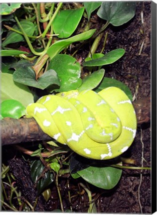 Framed Green Tree Python Print