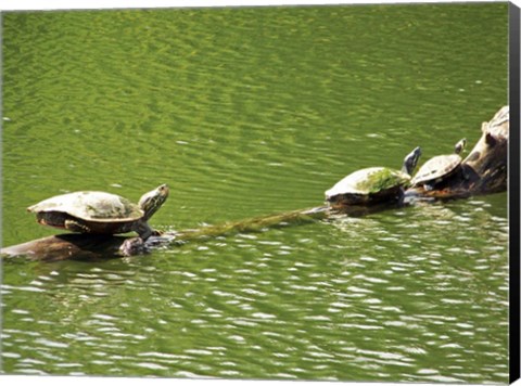 Framed Turtles Swimming Print