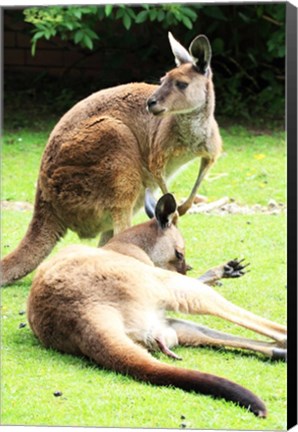 Framed Two Kangaroos Print