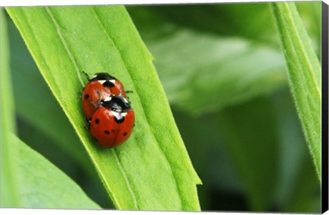 Framed Two Ladybugs Print