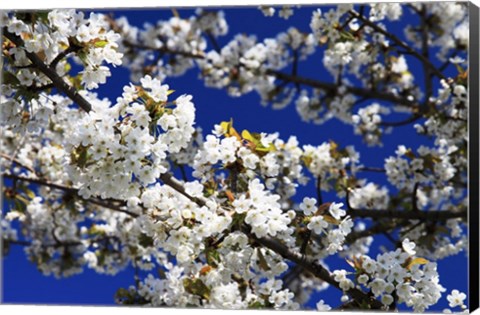 Framed White Cherry Blossom Branches Print