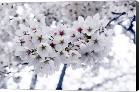 Framed White Cherry Blossoms photo Print