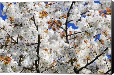 Framed White Cherry Blossom tree Print