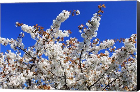 Framed White Cherry Blossom Bloom Print