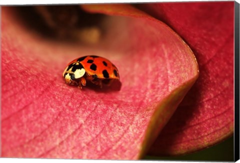 Framed Ladybug On Leaves Print