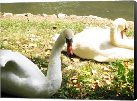 Framed Swans by the Lake Print