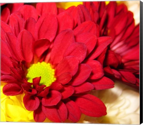 Framed Chrysanthemum Print