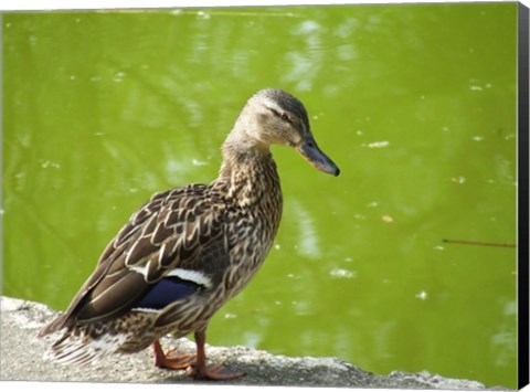 Framed Duck Print