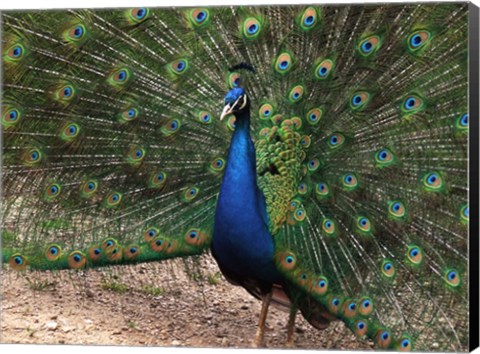 Framed Peacock Showing off Its Feathers Print