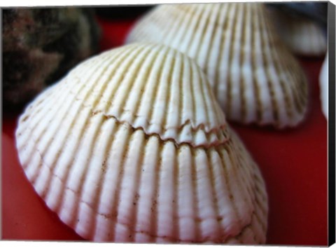Framed Scallop Shells Print