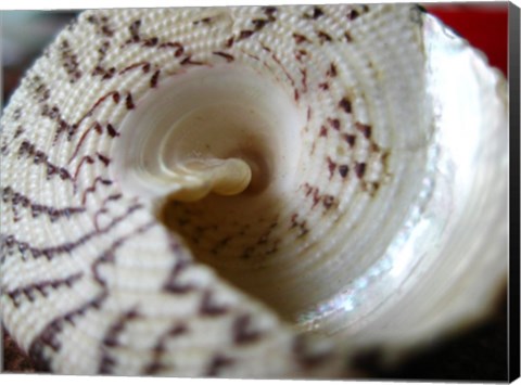 Framed Seashell Print