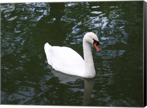 Framed Swan Print