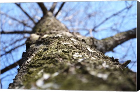 Framed Treebark Photograph Print