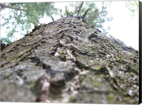 Framed Treebark Print