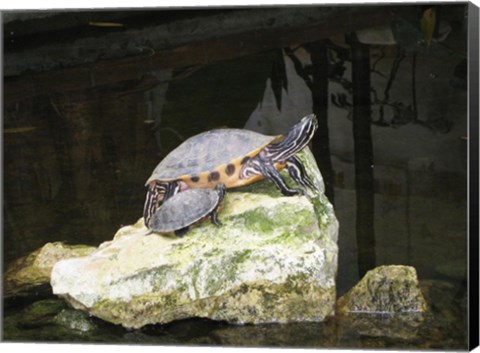 Framed Turtles Print