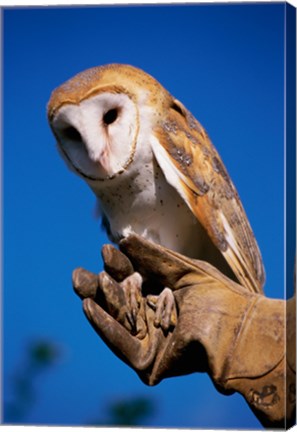 Framed Barn Owl on Hand Print